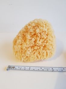 Natural Sponge