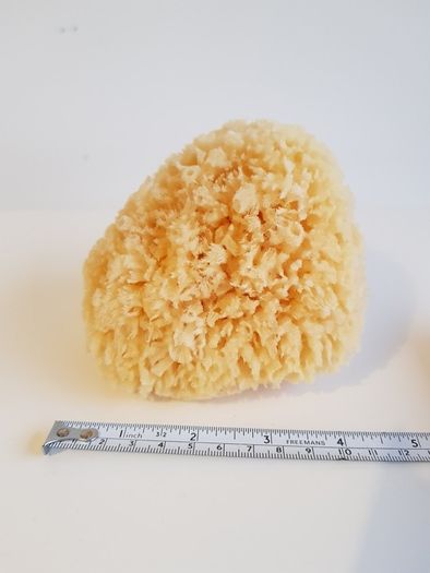 Natural Sponge