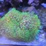 red sea reefer g2 250 Image 3