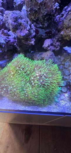 red sea reefer g2 250