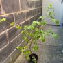 Hazelnut tree Image 7