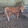 Limousine Bull Image 4