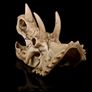 Skull Ornament Triceratops Image 4