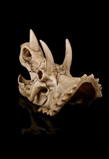 Skull Ornament Triceratops