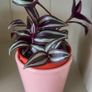 Cute little house plants. 5euro Image 10