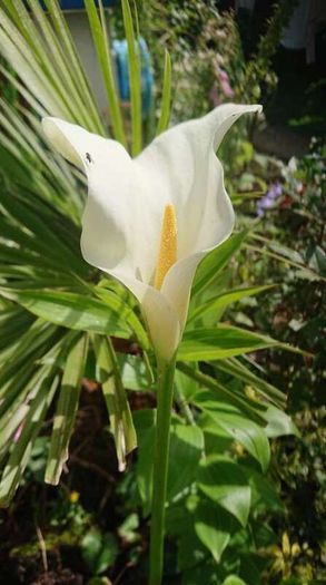 plants