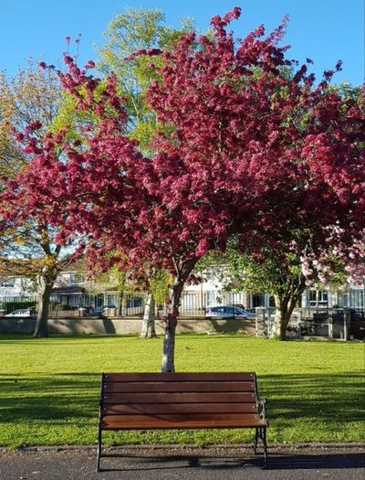 Garden Benches (Delivery Available)