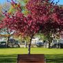 Garden Benches (Delivery Available) Image 5