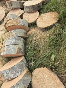 Timber for sale