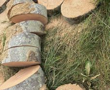 Timber for sale
