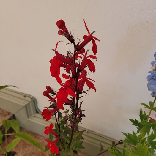instant garden starter pack of 20 plants