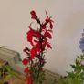 instant garden starter pack of 20 plants Image 8