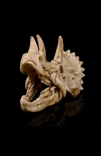 Skull Ornament Triceratops