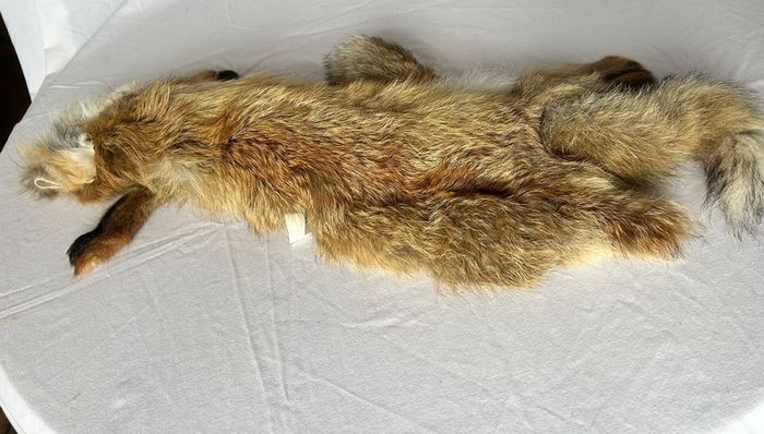 Vintage Red Fox Pelt Full Fur - 100cm - Taxidermy Throw - Excellent Condition