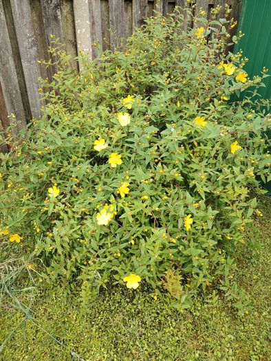 Bush
