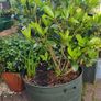plants Image 4