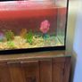 Fish tank Image 3