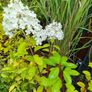 Hydrangeas Image 9