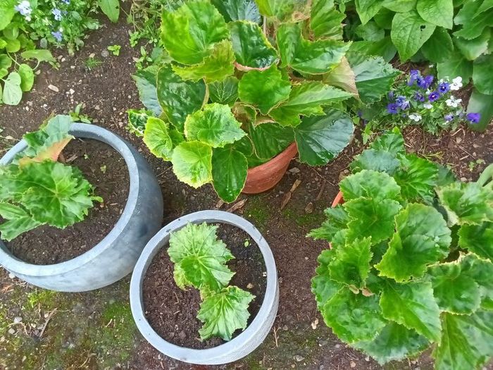 4 Begonias ceramic & terracotta pots
