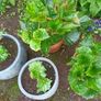 4 Begonias ceramic & terracotta pots Image 2