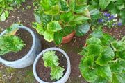 4 Begonias ceramic &amp; terracotta pots