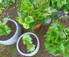 4 Begonias ceramic & terracotta pots