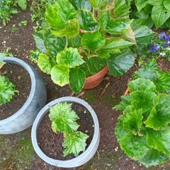 4 Begonias ceramic & terracotta pots