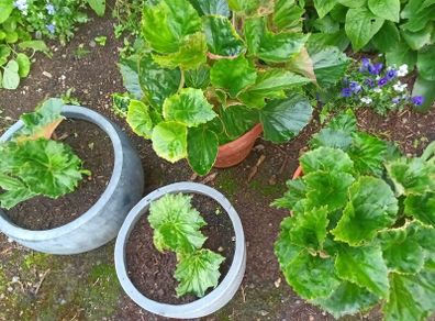 4 Begonias ceramic & terracotta pots