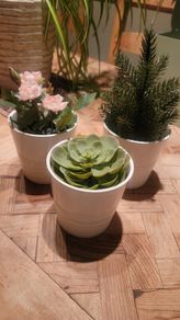 Artificial Plants in Matching Ceramic Plant Pots x3