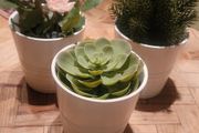 Artificial Plants in Matching Ceramic Plant Pots x3