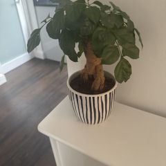 Stylish, contemporary navy and white ceramic plant pot