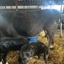 FR Suckler with 2 AA MALE Calves Image 2