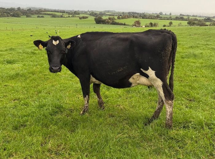 Young Empty Milking Cows