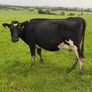 Young Empty Milking Cows Image 7