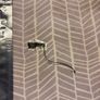 iPhone 7 Plus Antenna (WiFi) Image 3