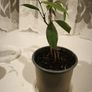 Young Lychee Plant . Grown from Seed Image 3