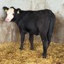 AA Heifer Weanlings Image 2