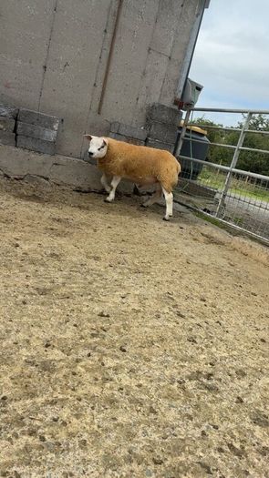 Texel  ram lamb
