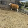 Texel  ram lamb Image 6