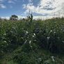 Maize for silage Image 4