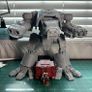 Warhound Titan Image 2