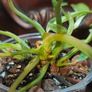 No.1 Philodendron Emerald Queen Image 9