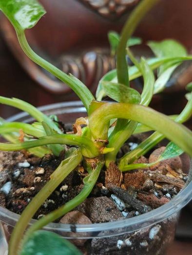 No.1 Philodendron Emerald Queen