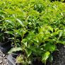 Portuguese laurel Hedging Image 2