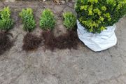 Box Hedging