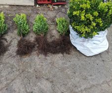Box Hedging