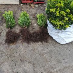 Box Hedging