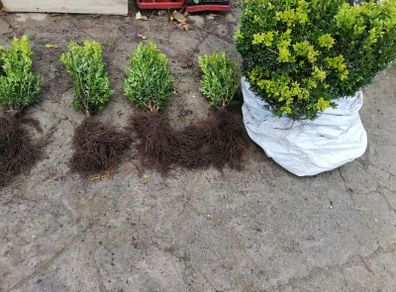 Box Hedging