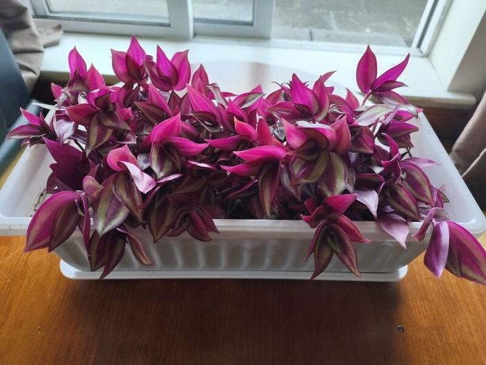 Large Tradescantia