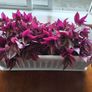 Large Tradescantia Image 5